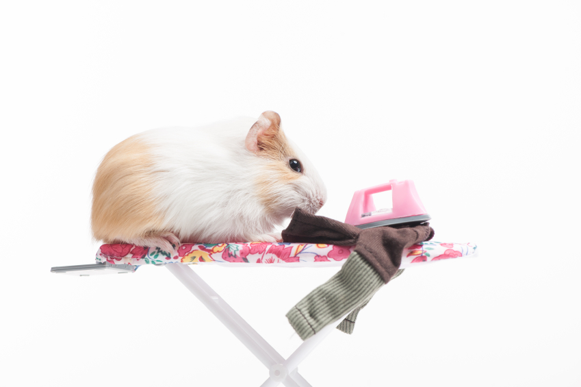 Hamster image for copywriting clients are usually wrong post